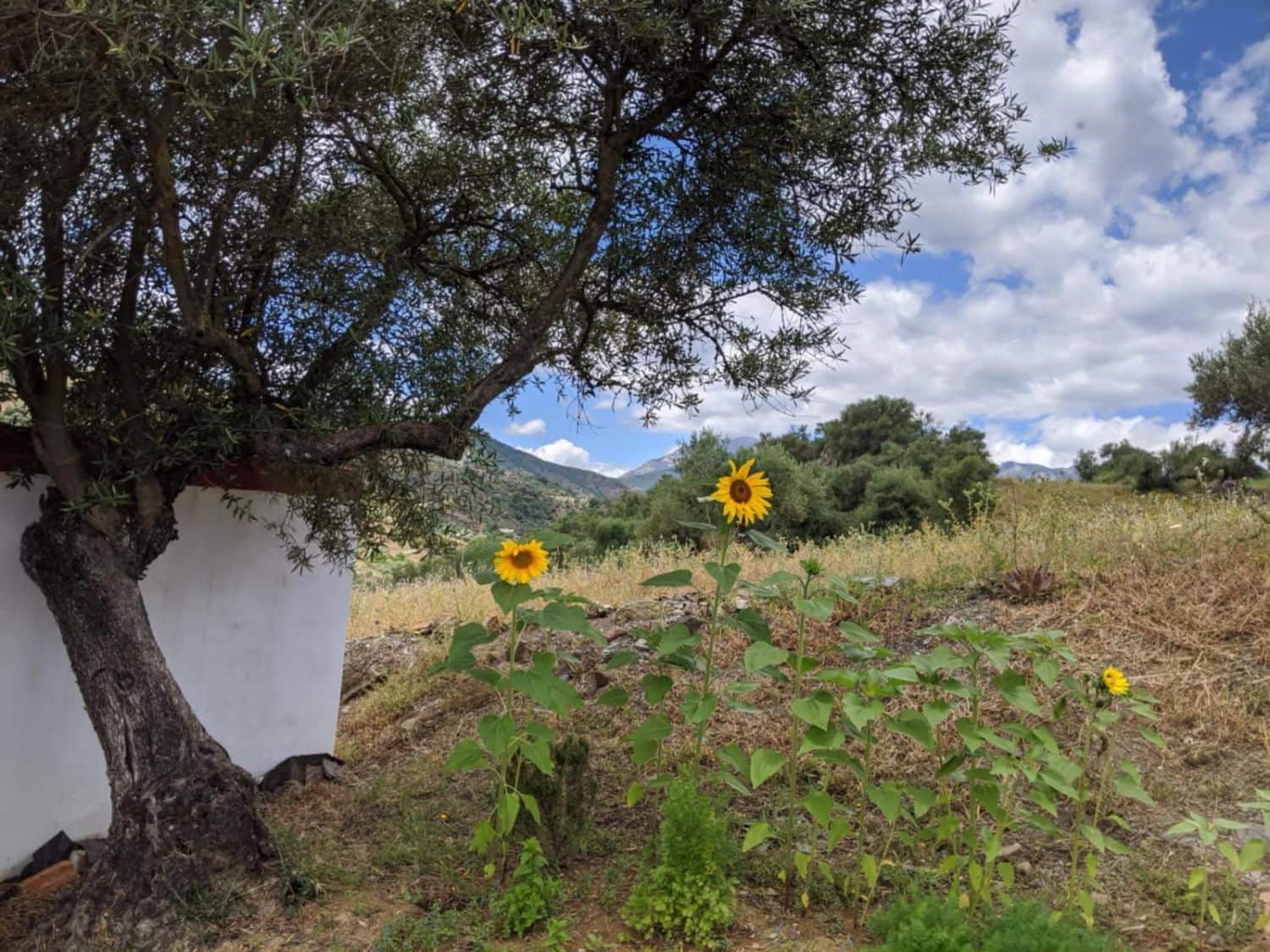 1 soveværelse Finca/Landehus til salg i Tolox med garage - € 347.500 (Ref: 7899839)