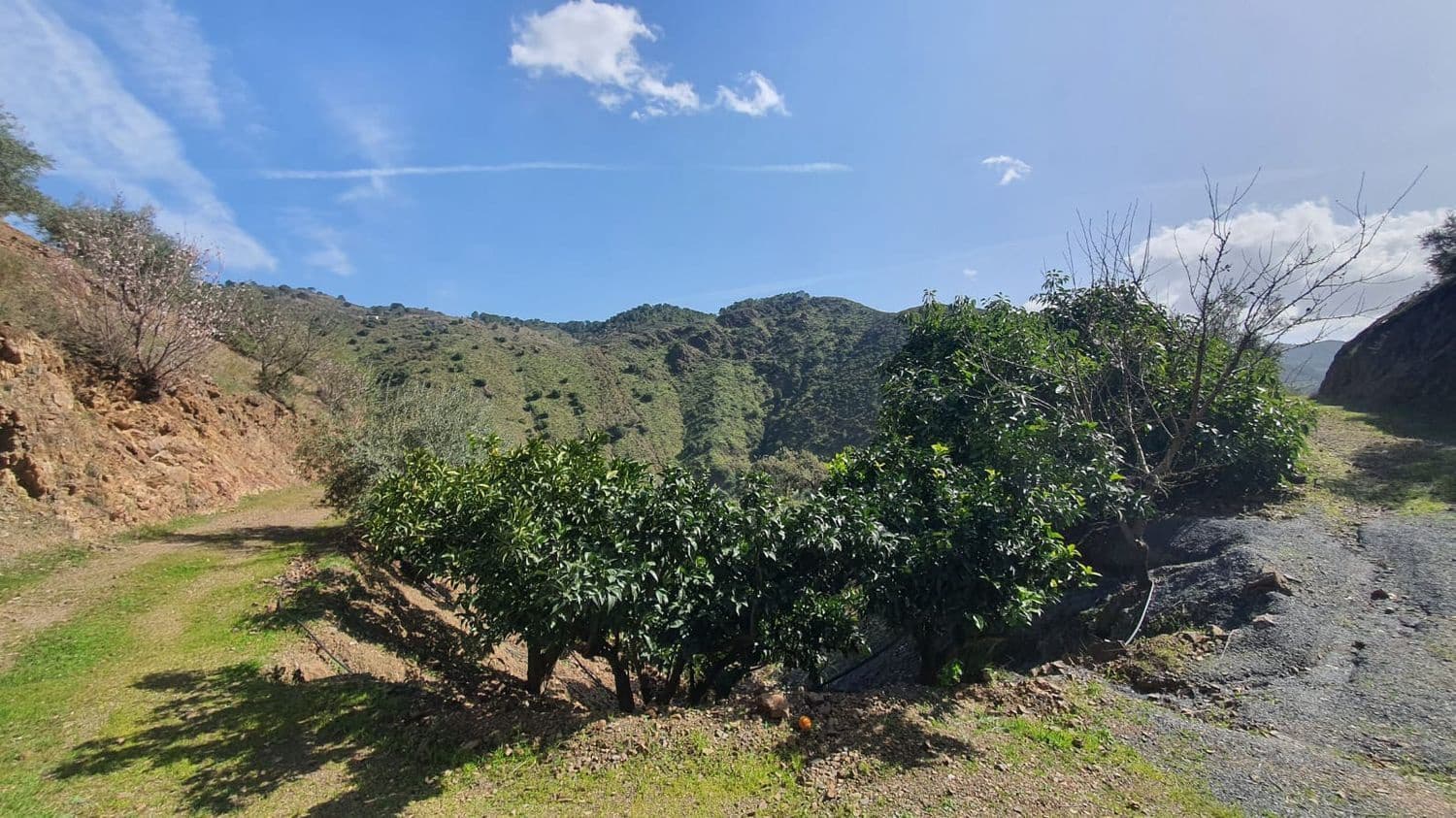 Ubebygd land til salgs i Monda - € 175 000 (Ref: 7928858)