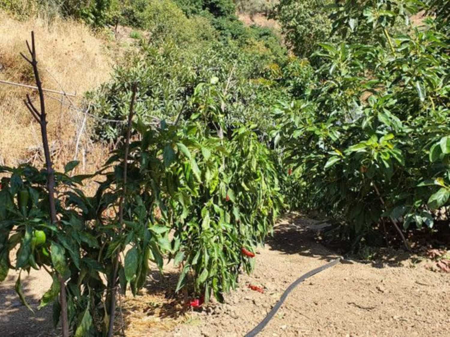 2 soveværelse Finca/Landehus til salg i Yunquera - € 160.000 (Ref: 8110474)