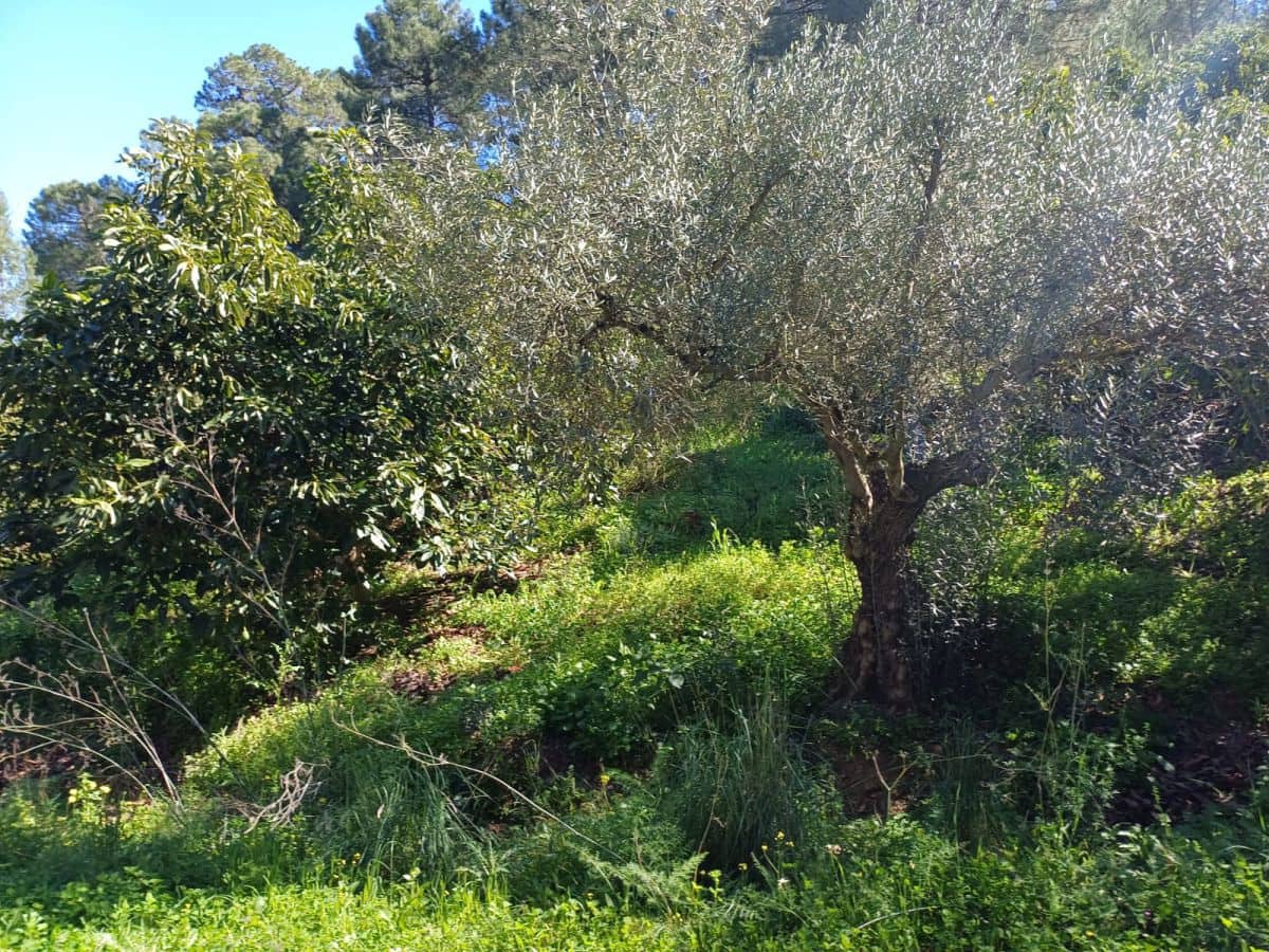 Grunde uden byggetilladelser til salg i Monda - € 240.000 (Ref: 8430335)