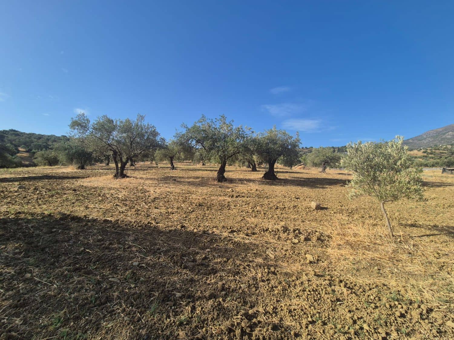 Mark till salu i Casarabonela - 120 000 € (Ref: 9270309)