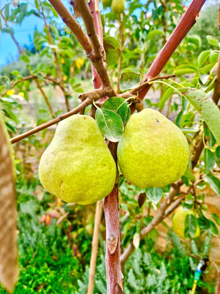 6 soverom Villa til salgs i Berchules med svømmebasseng - € 280 000 (Ref: 9371749)