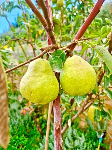 6 bedroom Villa for sale in Bérchules with pool - € 280,000 (Ref: 9603110)