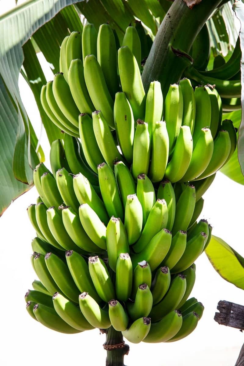 4 camera da letto Villa in vendita in El Salobre con piscina garage - 990.000 € (Rif: 9001705)