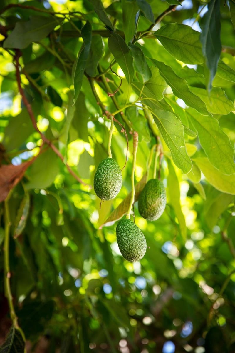 4 camera da letto Villa in vendita in El Salobre con piscina garage - 990.000 € (Rif: 9001705)