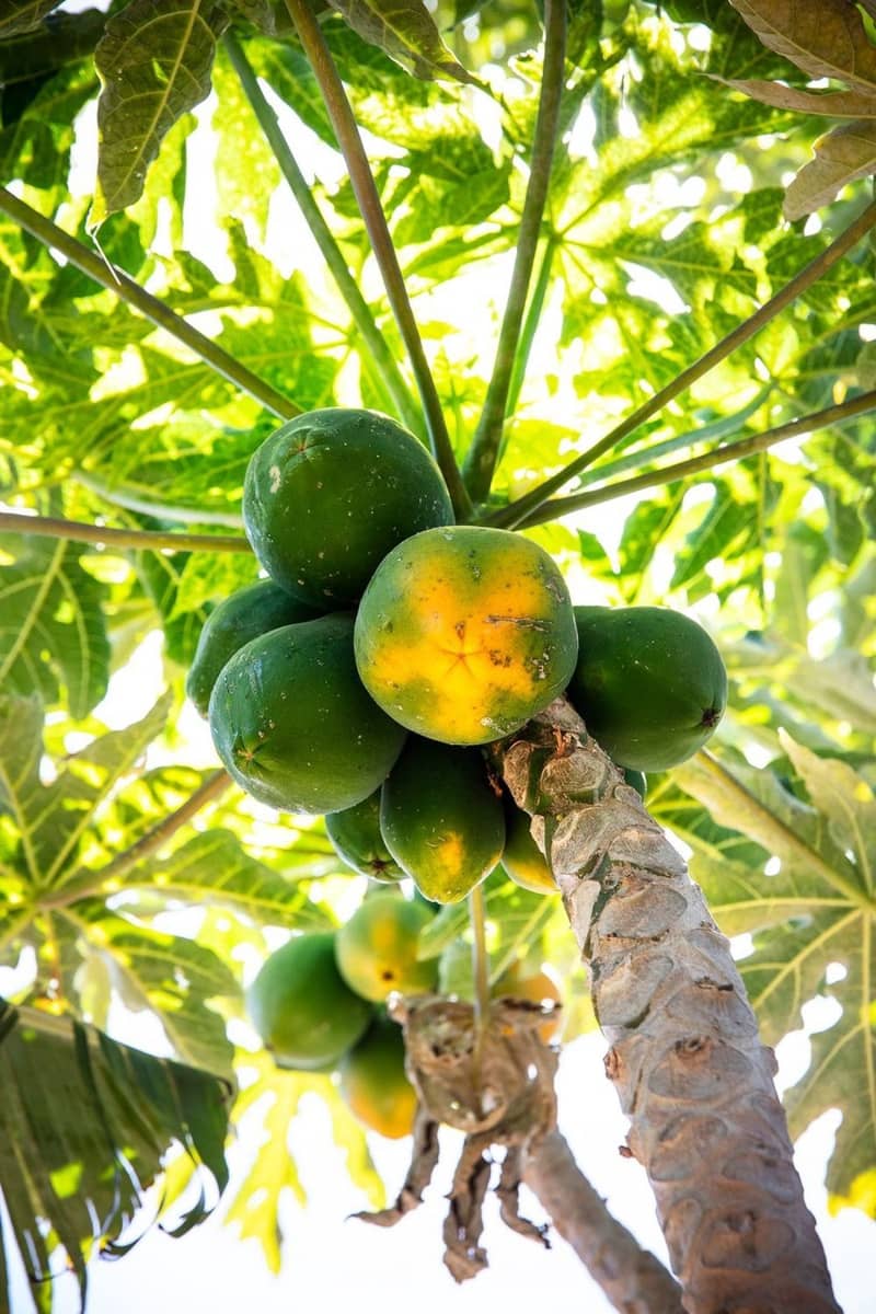 4 camera da letto Villa in vendita in El Salobre con piscina garage - 990.000 € (Rif: 9001705)