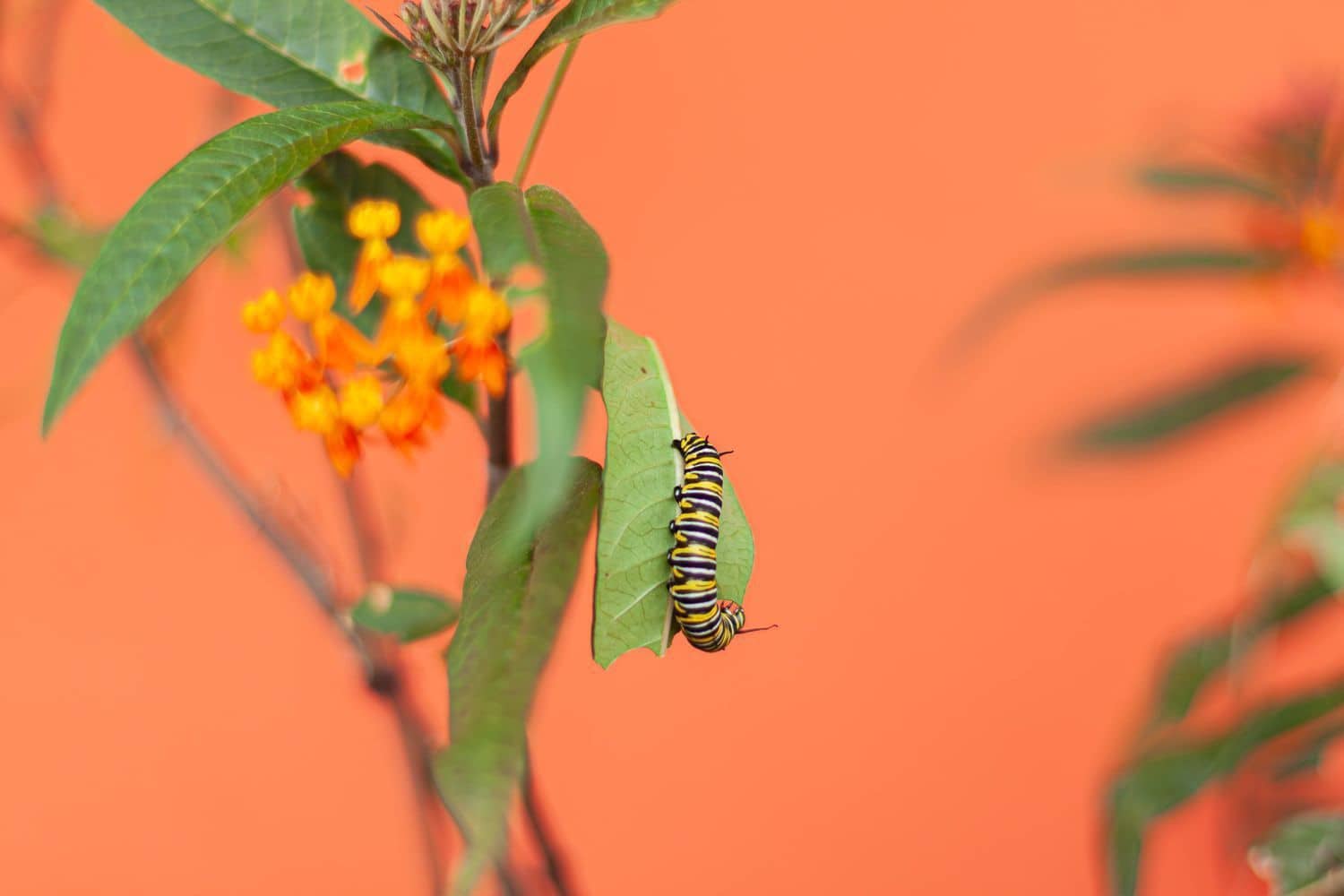 4 soveværelse Villa til salg i Teror med garage - € 530.000 (Ref: 9001716)