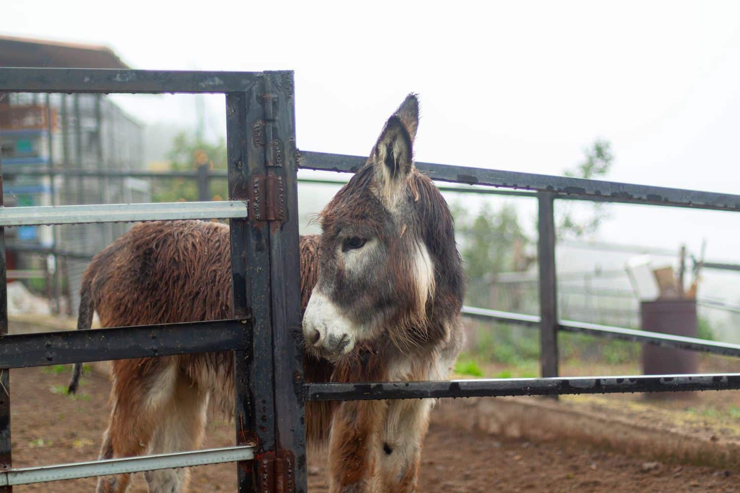 4 soveværelse Villa til salg i Teror med garage - € 530.000 (Ref: 9001716)