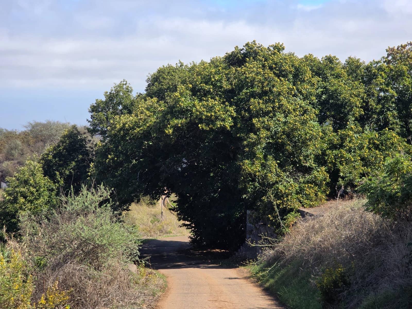 Ubebygd land til salgs i Moya - € 126 000 (Ref: 9308544)