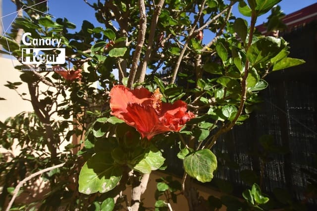 2 makuuhuone Rivitalo vuokrattavana paikassa El Medano, Granadilla de Abona mukana uima-altaan - 1 700 € (Ref: 9359690)