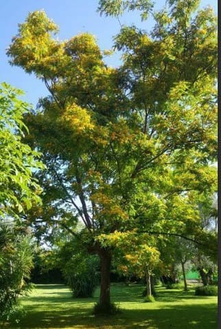 4 soverom Finca/Herregård til salgs i Ondara med svømmebasseng garasje - € 779 000 (Ref: 8805847)