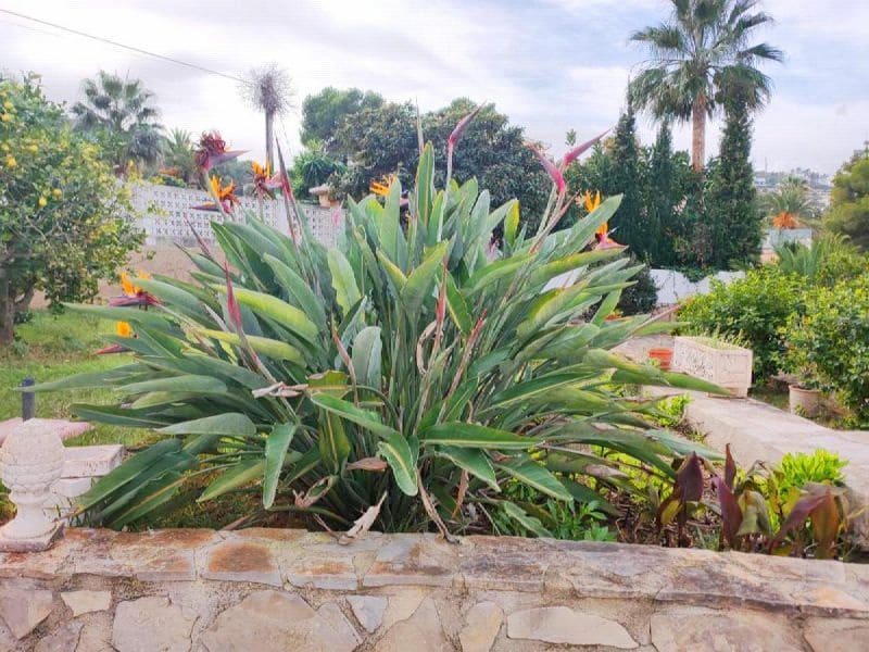 5 makuuhuone Huvila myytävänä paikassa Javea / Xabia mukana uima-altaan 
autotalli - 950 000 € (Ref: 8838179)