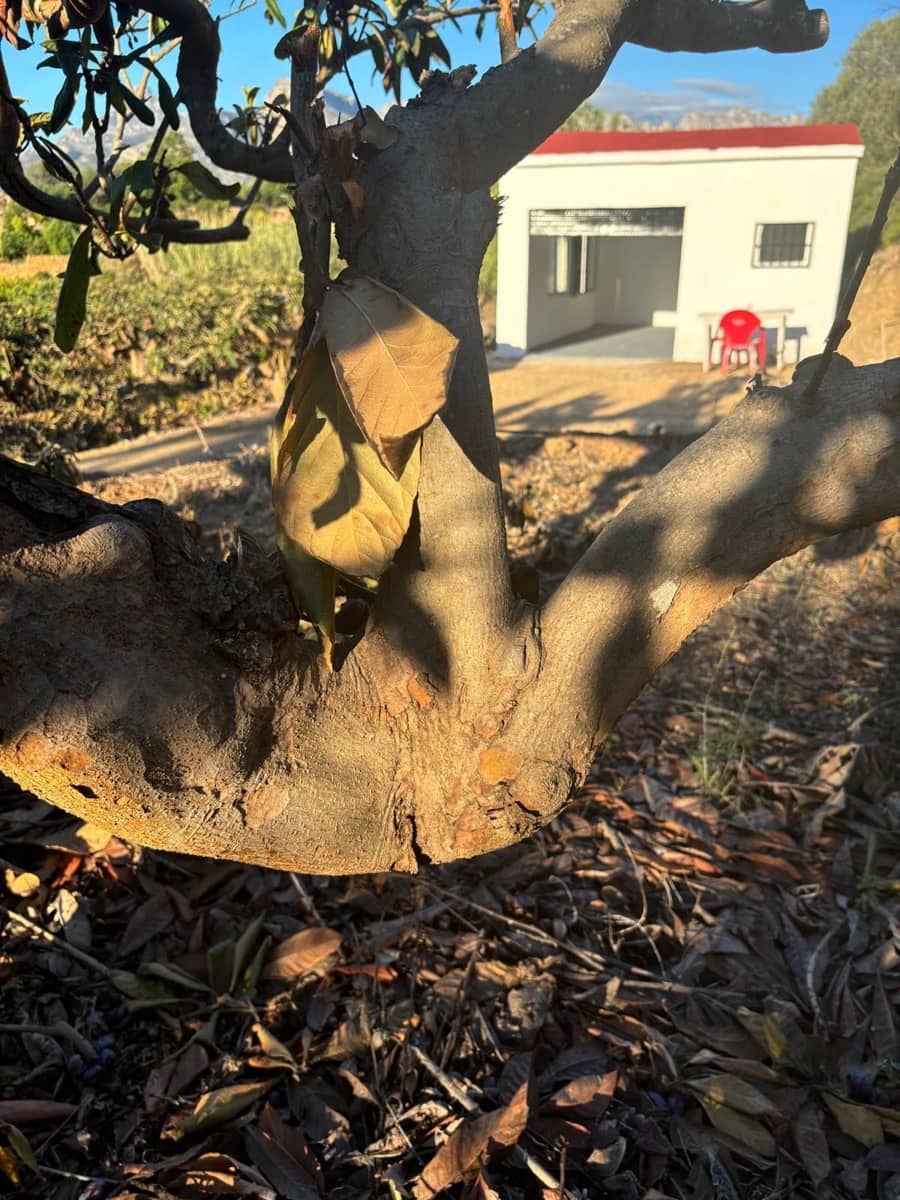 1 quarto Moradia para venda em Callosa d'En Sarria com garagem - 157 000 € (Ref: 8873975)