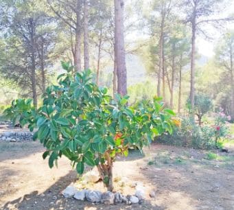 2 soveværelse Finca/Landehus til salg i Parcent med garage - € 330.000 (Ref: 8964193)