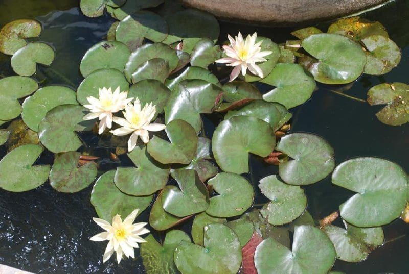 3 sovrum Villa till salu i Calpe / Calp med pool garage - 520 000 € (Ref: 9217003)