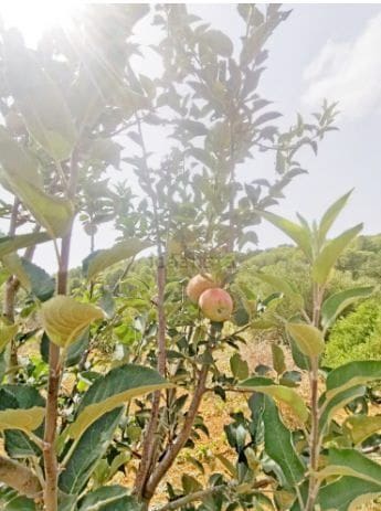 3 soveværelse Finca/Landehus til salg i Jalon / Xalo med garage - € 445.000 (Ref: 9219677)