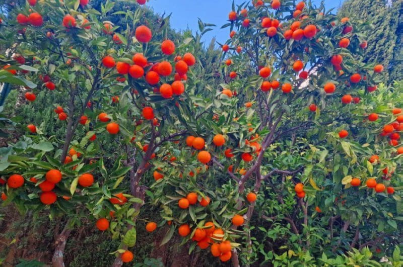 3 sypialnia Willa na sprzedaż w Cumbre del Sol z basenem garażem - 724 000 € (Ref: 9366925)