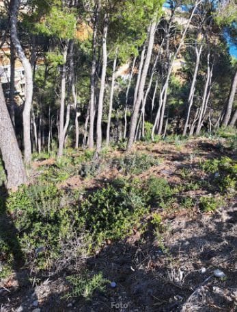 Landgrundstück zu verkaufen in La Granadella  - Costa Nova, Javea / Xàbia - 300.000 € (Ref: 9610784)