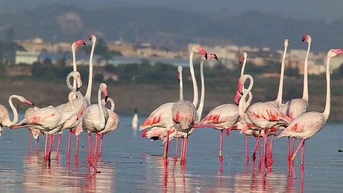 2 Zimmer Villa zu verkaufen in Rojales mit Pool - 157.000 € (Ref: 9016769)