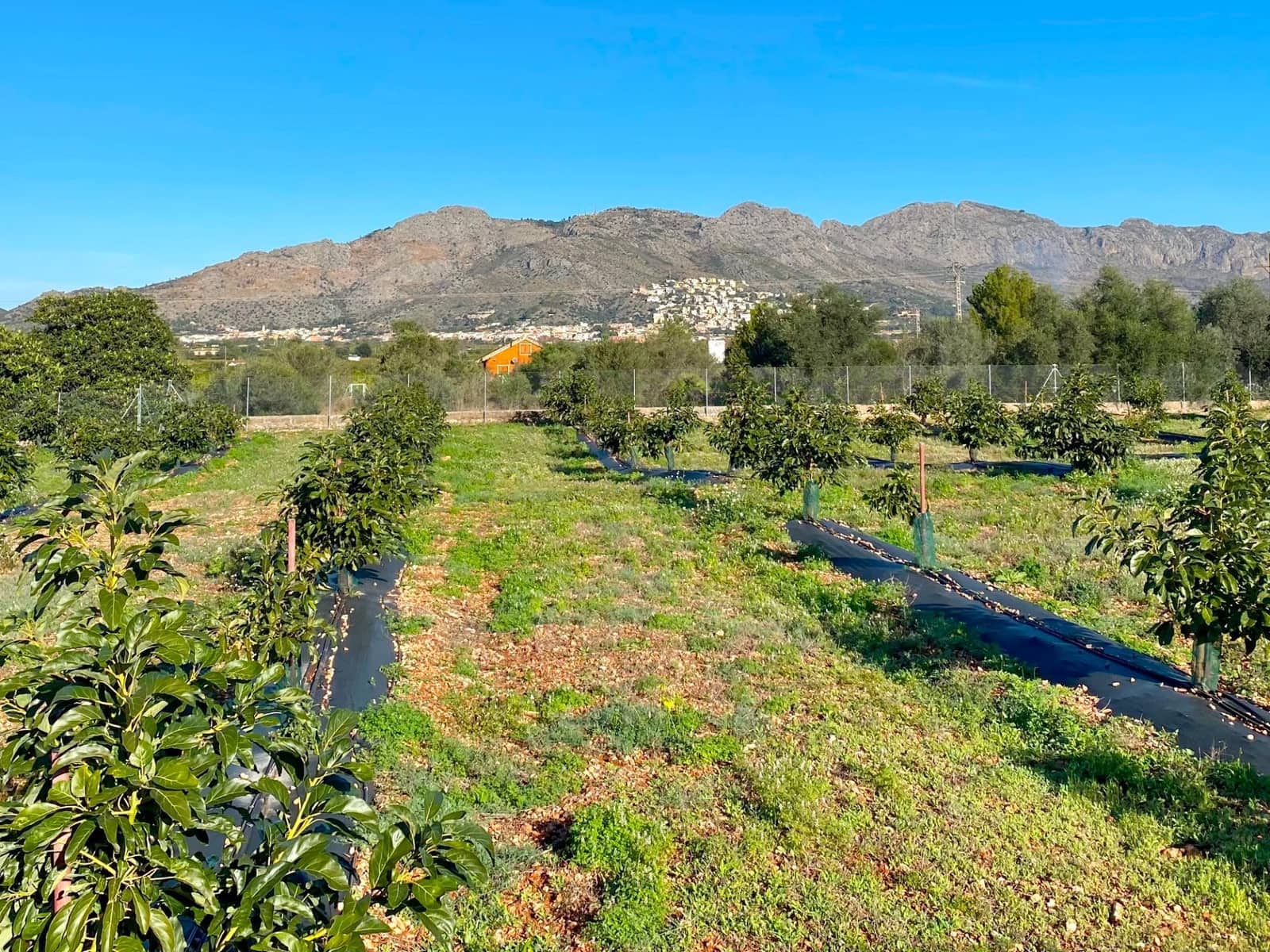 Landgrundstück zu verkaufen in Benidoleig - 275.000 € (Ref: 9636441)