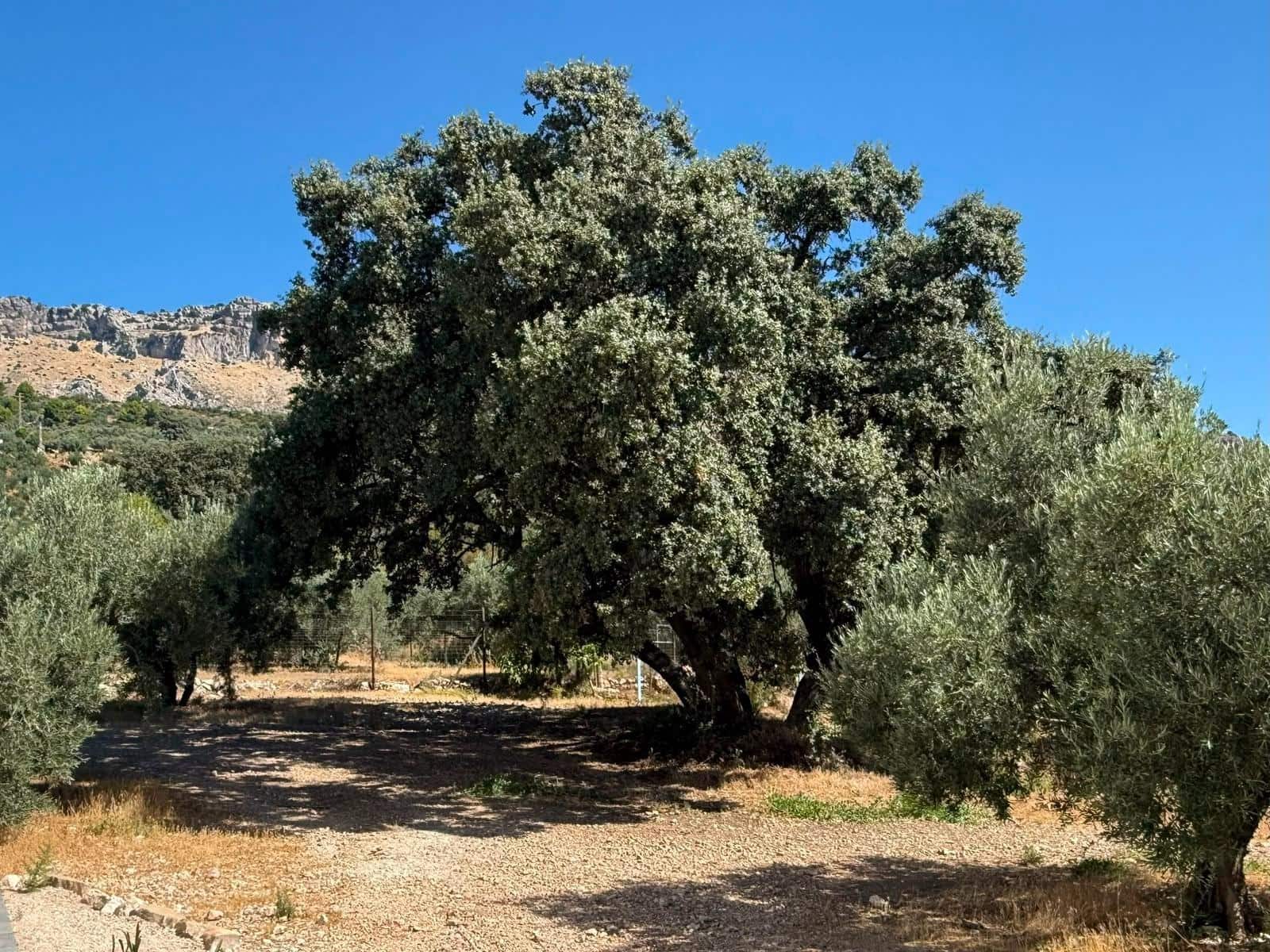 4 bedroom Finca/Country House for sale in Villanueva de la Concepcion - € 345,000 (Ref: 10005680)