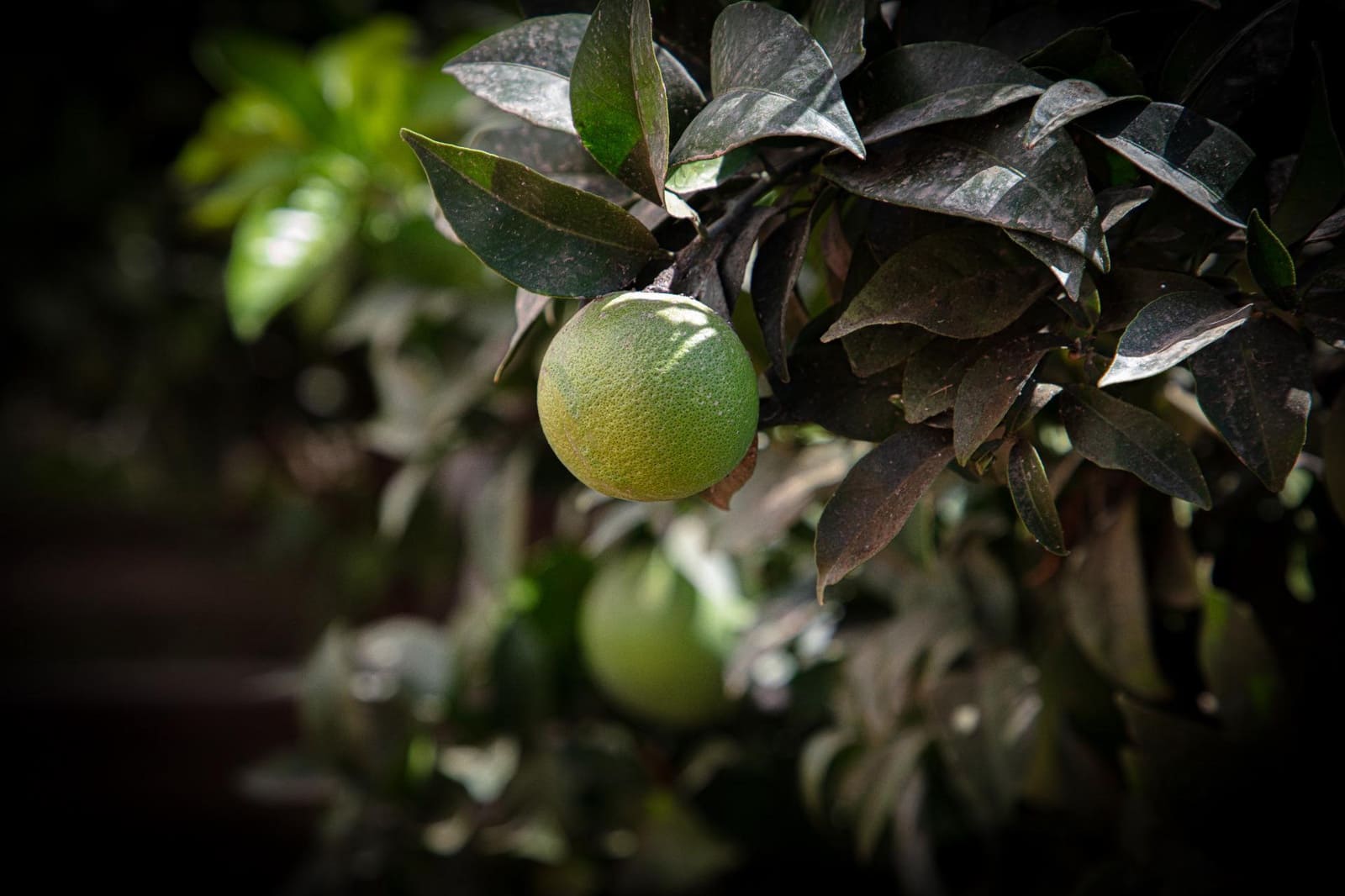 5 soveværelse Villa til salg i Benalmadena Costa med swimmingpool - € 899.000 (Ref: 8992394)