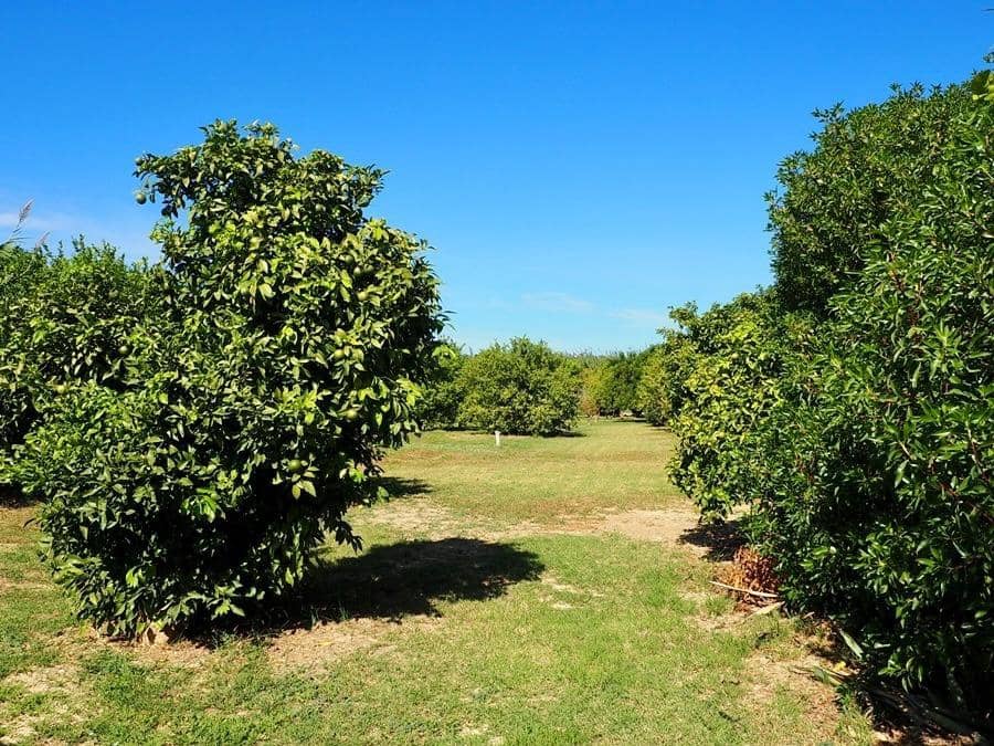 5 sypialnia Finka/Dom wiejski na sprzedaż w Cartama z basenem - 499 000 € (Ref: 9382873)