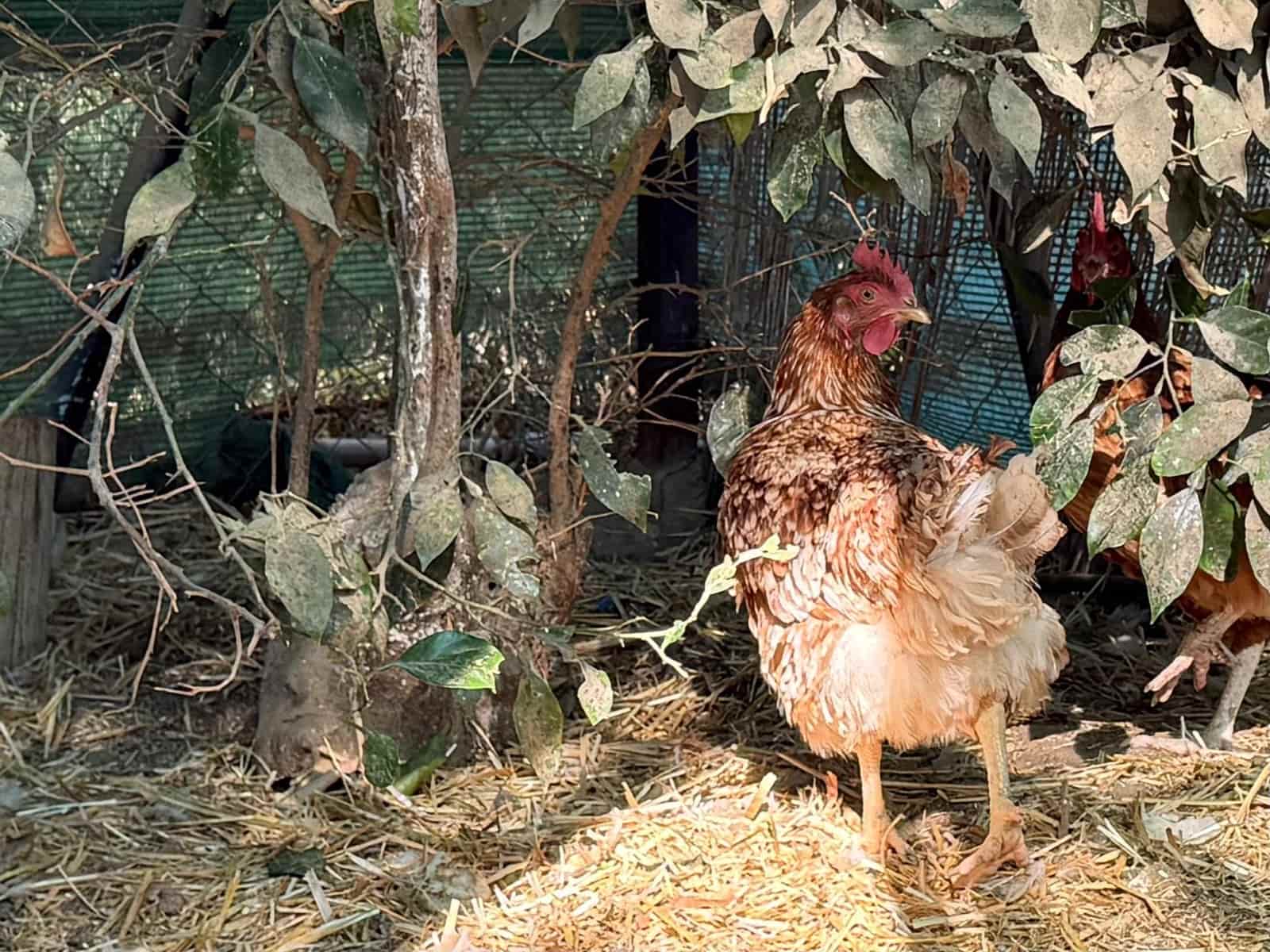 5 soveværelse Finca/Landehus til salg i Coin med swimmingpool - € 695.000 (Ref: 9382874)