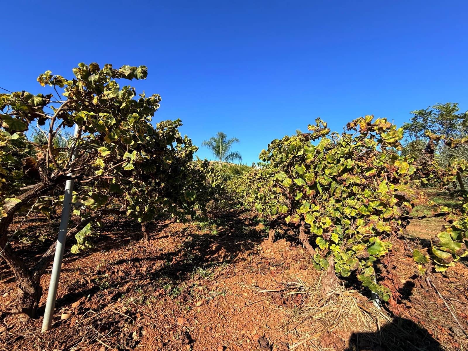 5 soveværelse Finca/Landehus til salg i Coin med swimmingpool - € 695.000 (Ref: 9382874)