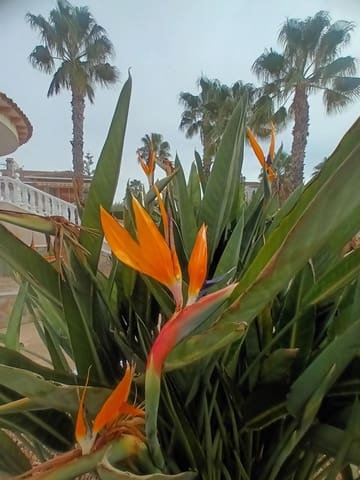 3 bedroom Townhouse for sale in Benijófar with pool garage - € 449,000 (Ref: 8907129)