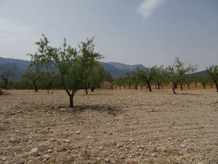 Building Plot for sale in Mula - € 45,000 (Ref: 9500225)