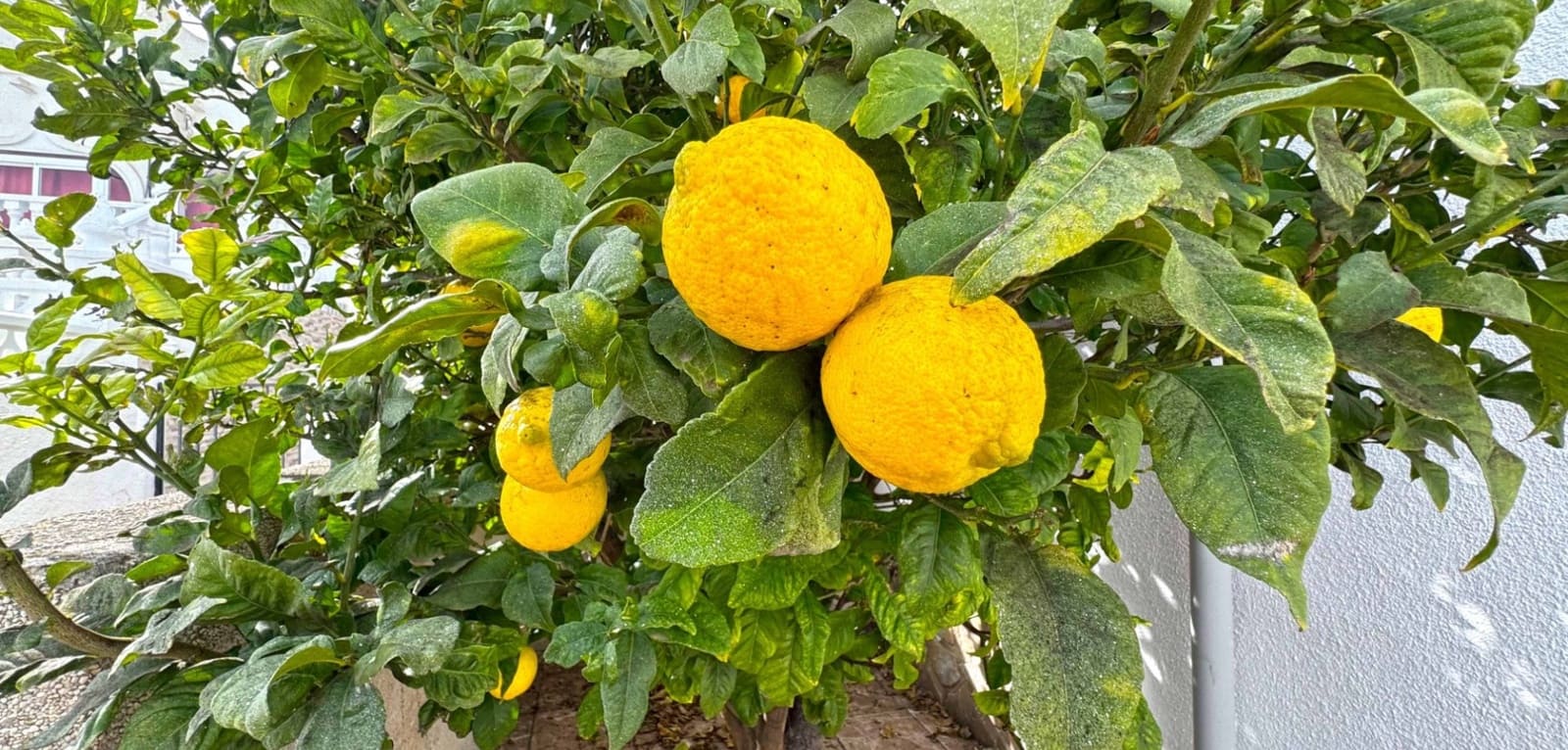 2 sovrum Semi-fristående Villa till salu i San Miguel de Salinas med pool - 119 500 € (Ref: 9570002)