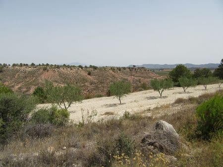 Terreno para Construção para venda em Mula - 40 000 € (Ref: 9785091)