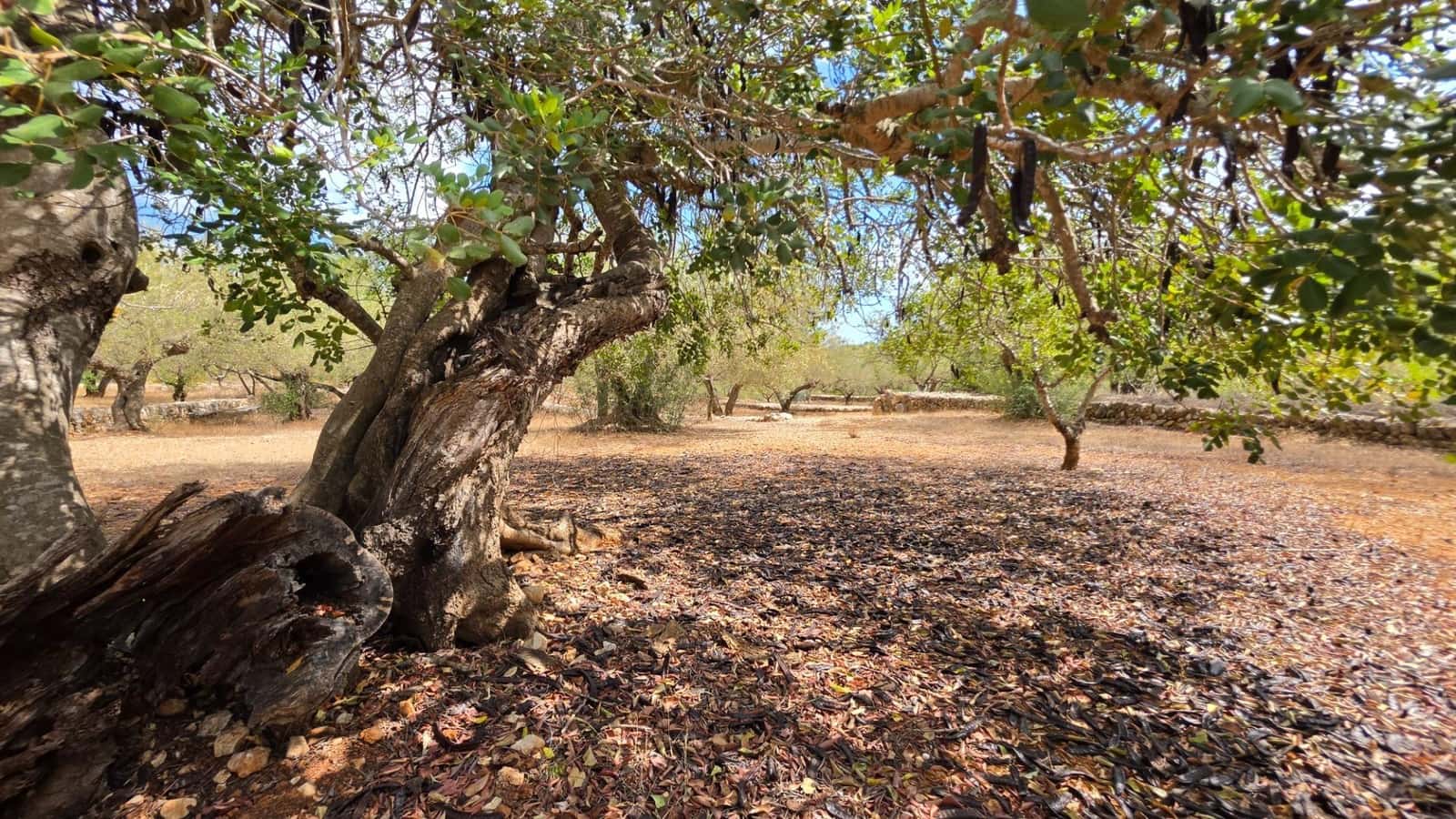 3 soverom Finca/Herregård til salgs i El Perello med svømmebasseng garasje - € 295 000 (Ref: 10094697)