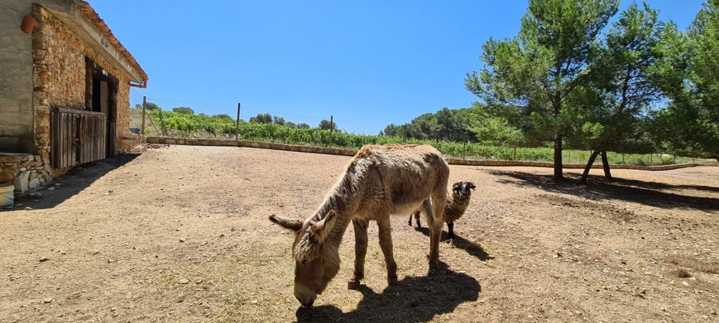 11 soveværelse Finca/Landehus til salg i Tivissa med swimmingpool - € 2.500.000 (Ref: 6586479)