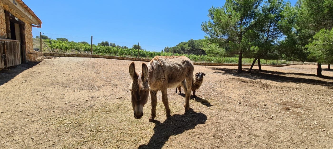 11 soveværelse Finca/Landehus til salg i Tivissa med swimmingpool - € 2.500.000 (Ref: 6586479)