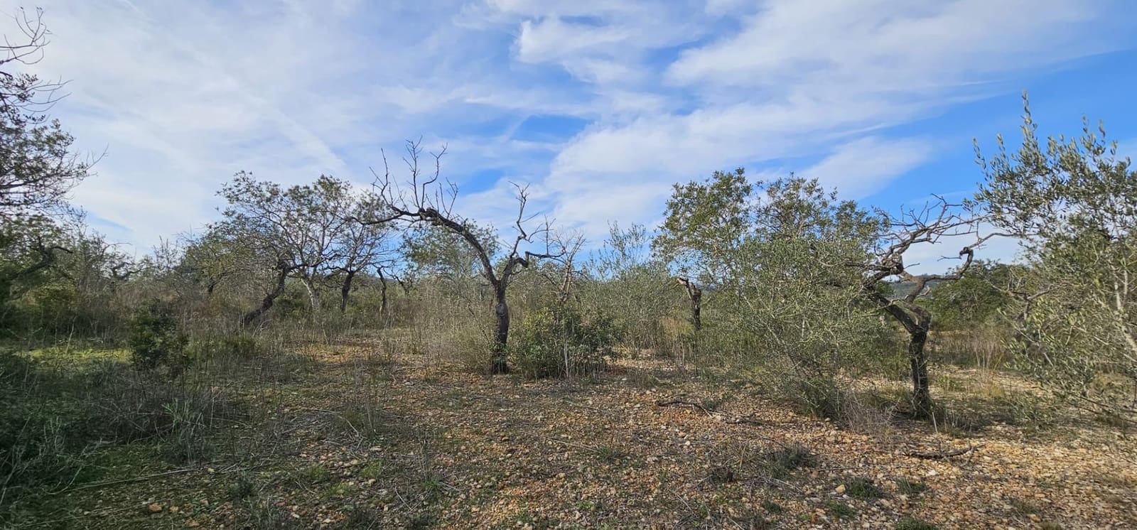 Finca/Herregård til salgs i El Perello - € 48 000 (Ref: 7253745)