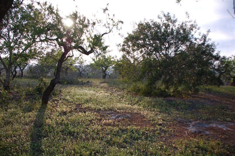 Finca/Herregård til salgs i El Perello - € 48 000 (Ref: 7253745)