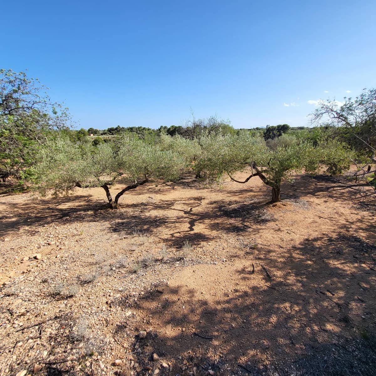 2 soveværelse Finca/Landehus til salg i El Perello med swimmingpool - € 115.000 (Ref: 7717857)