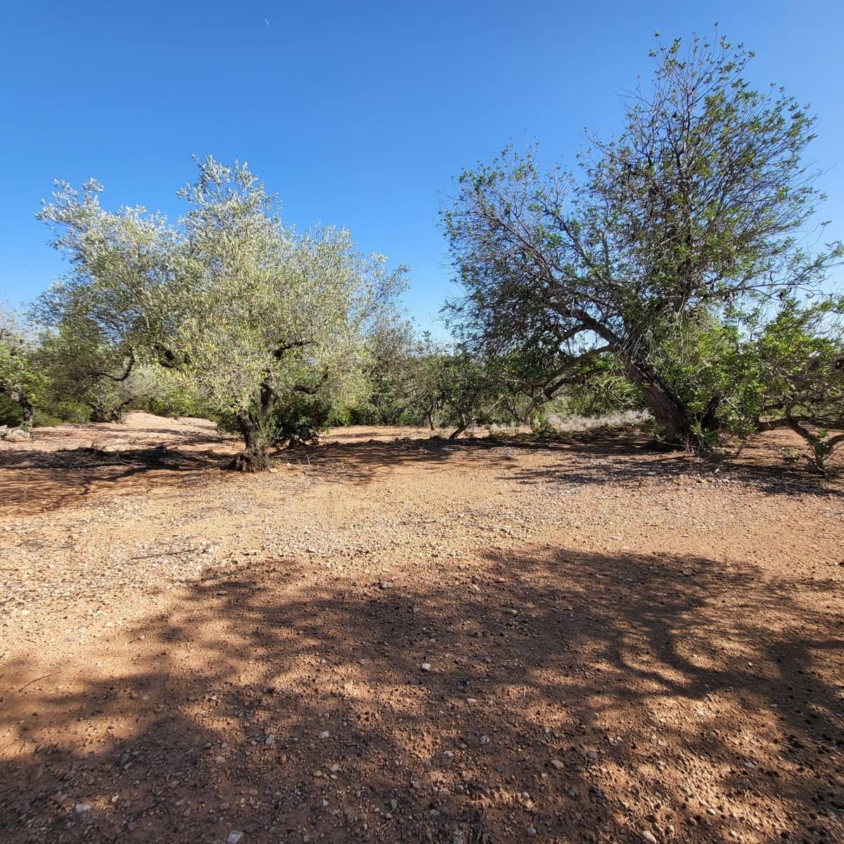 2 soveværelse Finca/Landehus til salg i El Perello med swimmingpool - € 115.000 (Ref: 7717857)