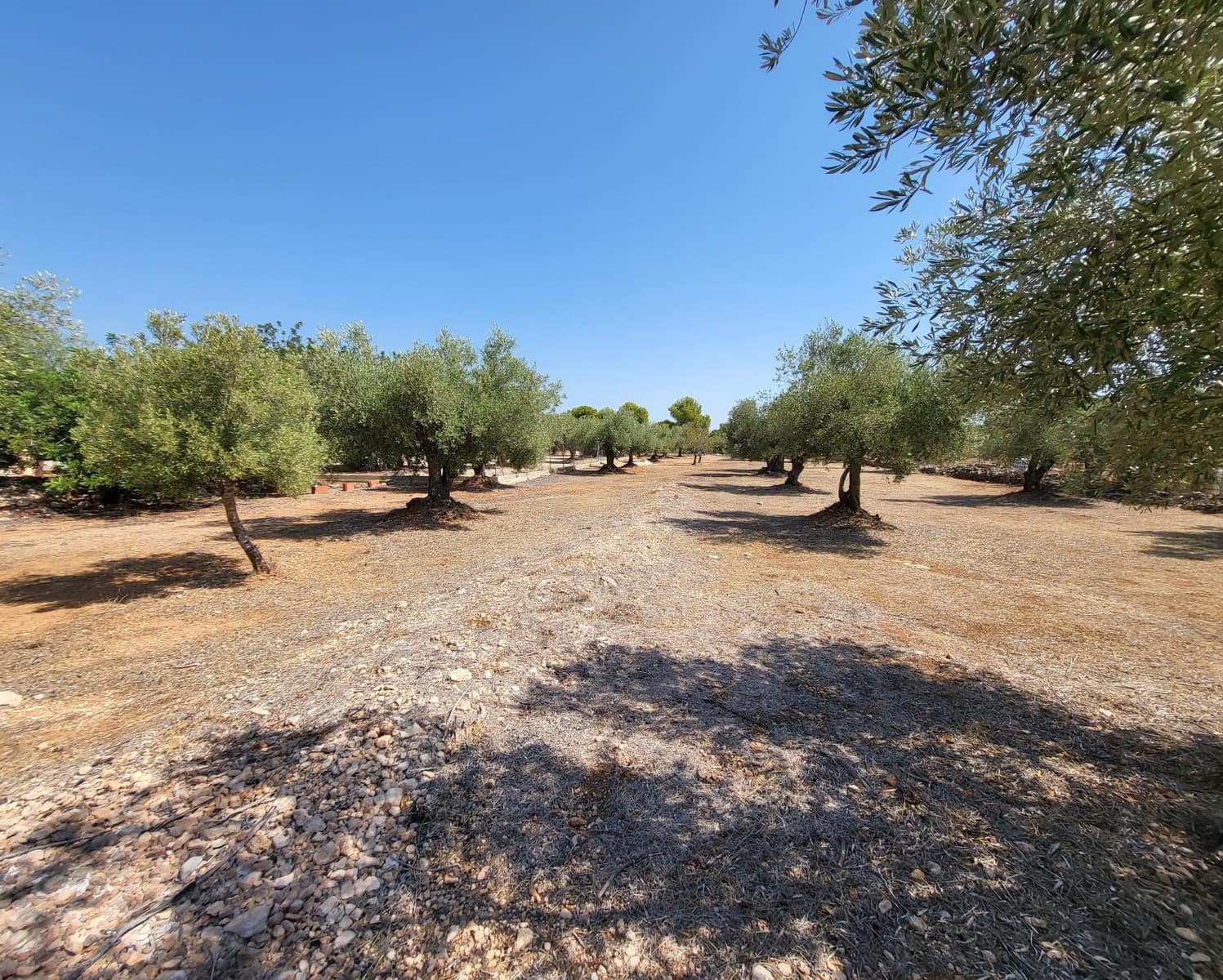 4 soverom Finca/Herregård til salgs i L'Ametlla de Mar - € 339 000 (Ref: 7749188)