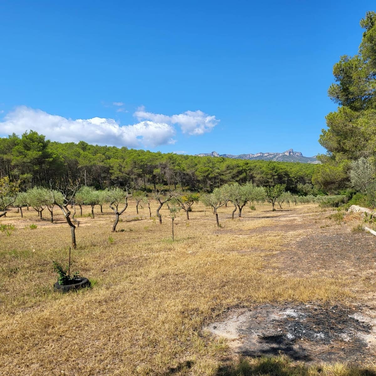 2 bedroom Finca/Country House for sale in El Perello with pool - € 245,000 (Ref: 7758983)