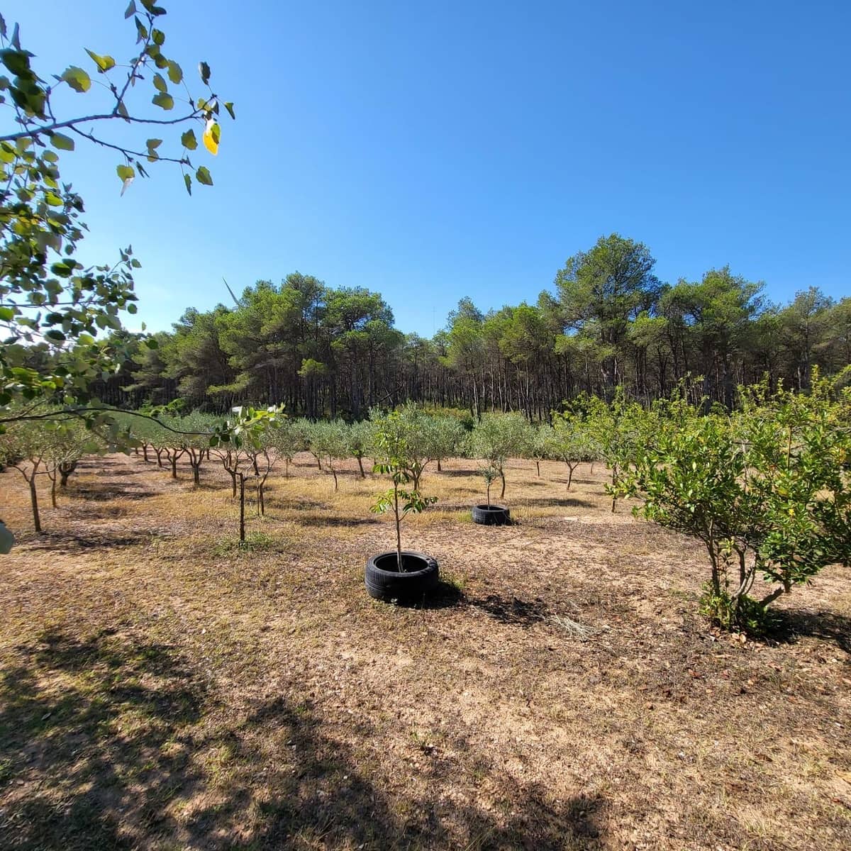 2 bedroom Finca/Country House for sale in El Perello with pool - € 245,000 (Ref: 7758983)