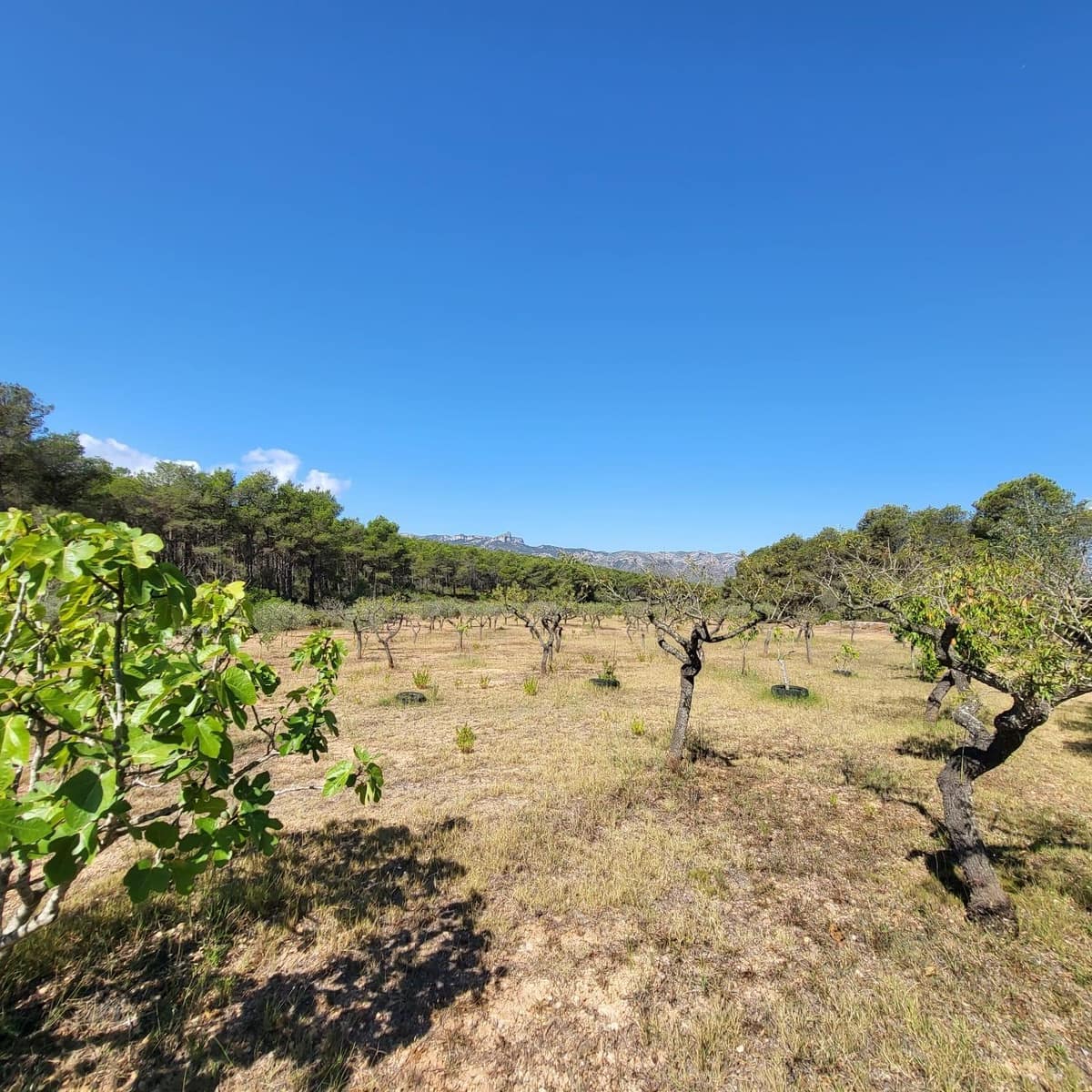 2 bedroom Finca/Country House for sale in El Perello with pool - € 245,000 (Ref: 7758983)