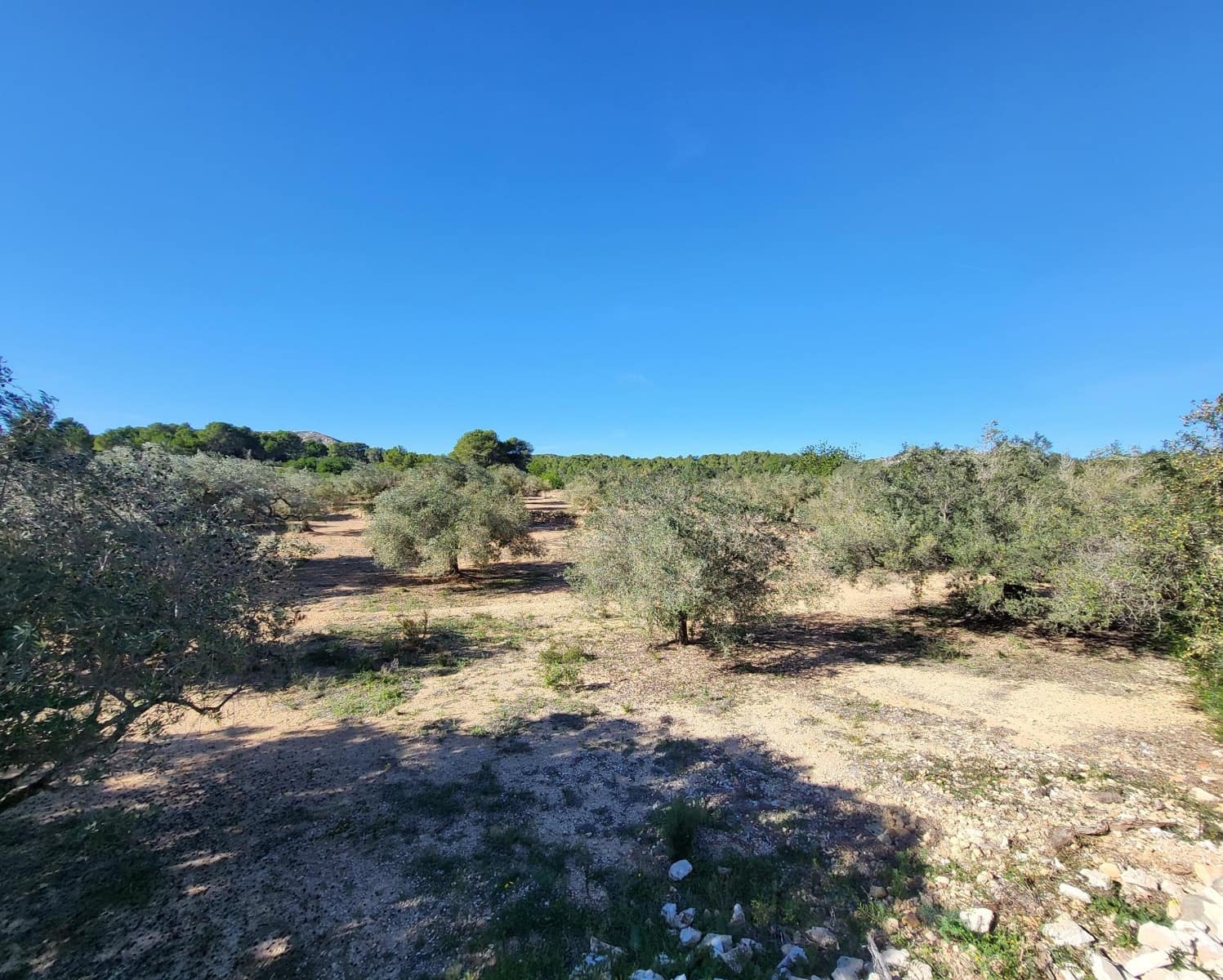 3 soveværelse Finca/Landehus til salg i El Perello med swimmingpool - € 360.000 (Ref: 7959777)