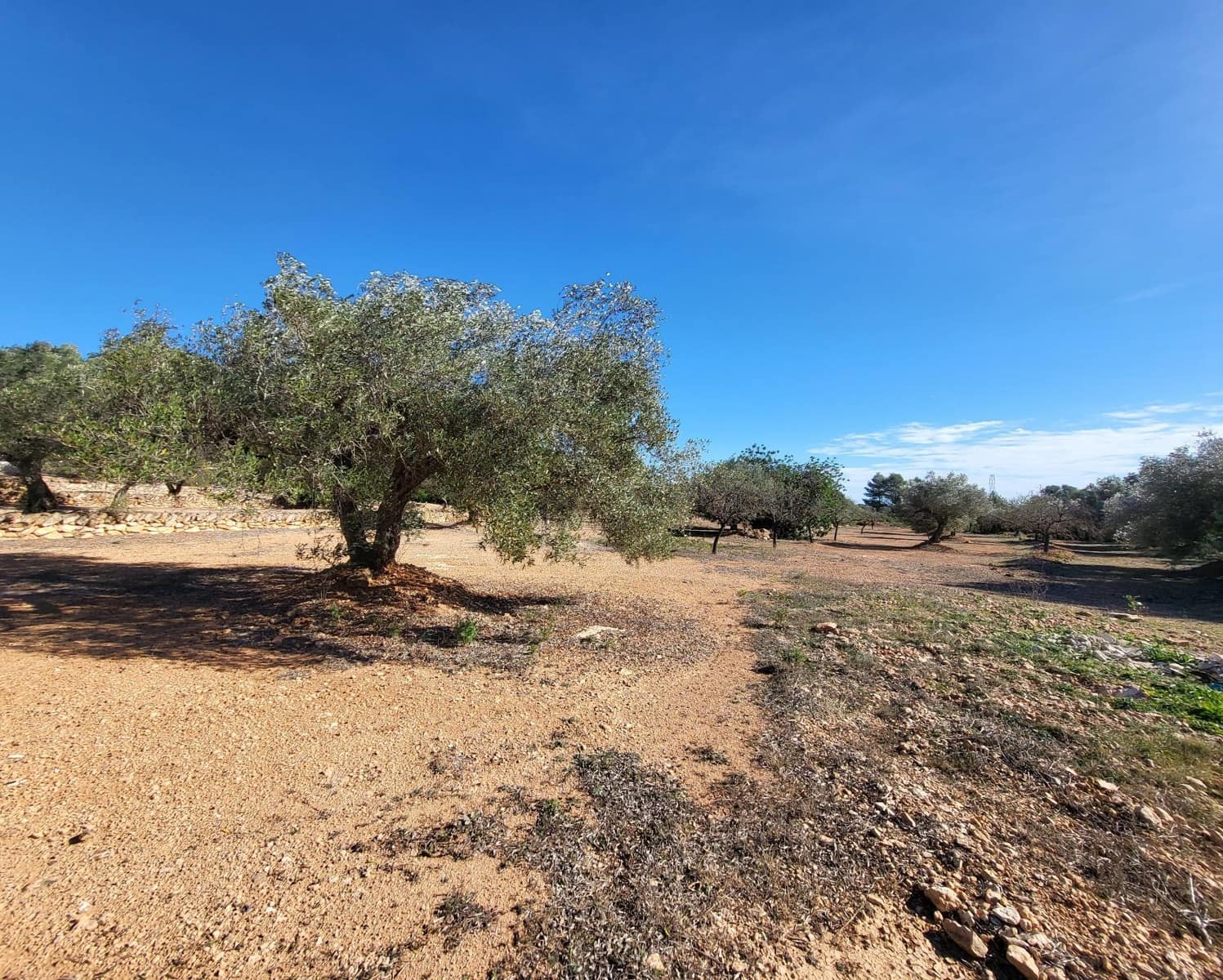 3 soveværelse Finca/Landehus til salg i El Perello med swimmingpool - € 360.000 (Ref: 7959777)