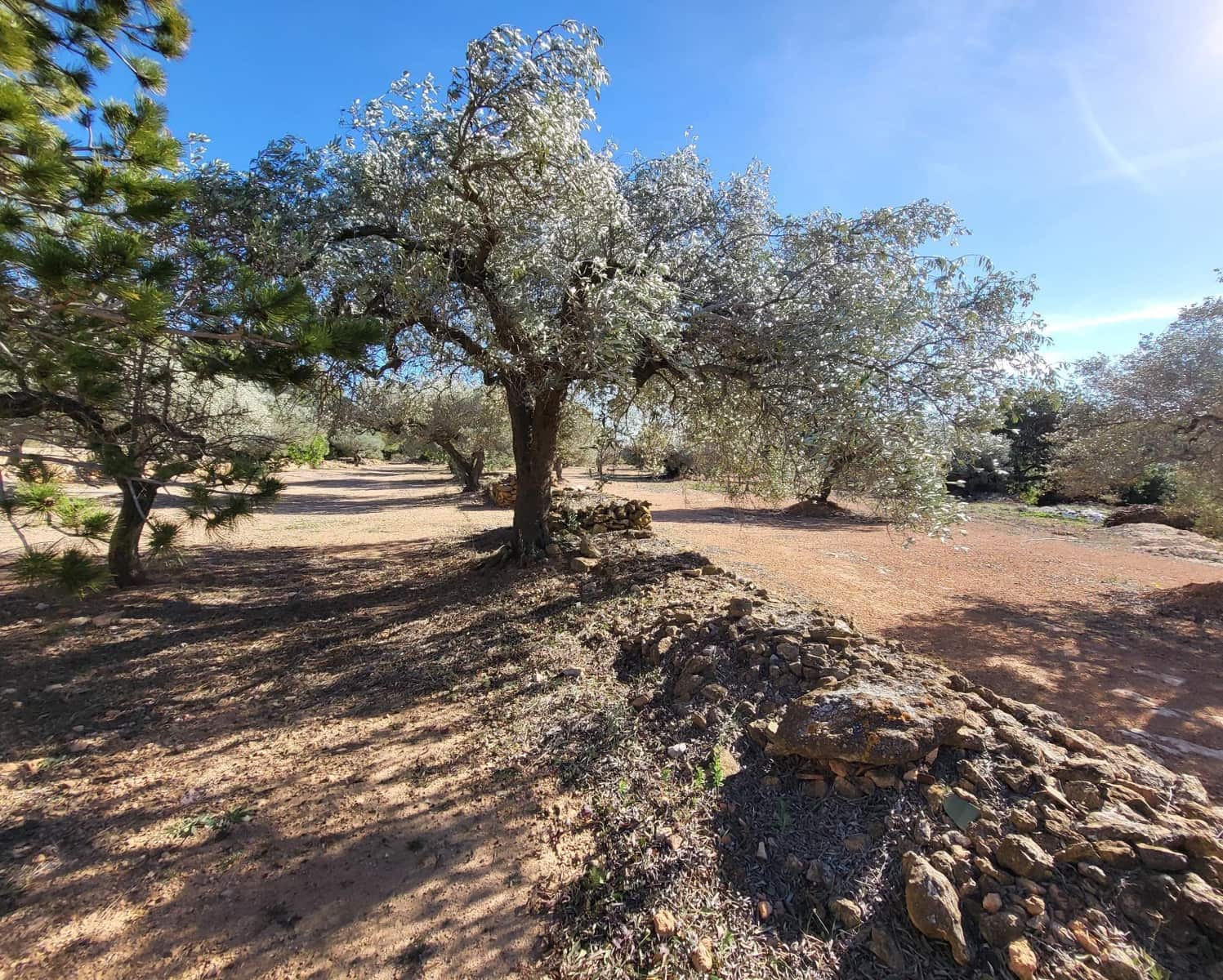 3 soveværelse Finca/Landehus til salg i El Perello med swimmingpool - € 360.000 (Ref: 7959777)