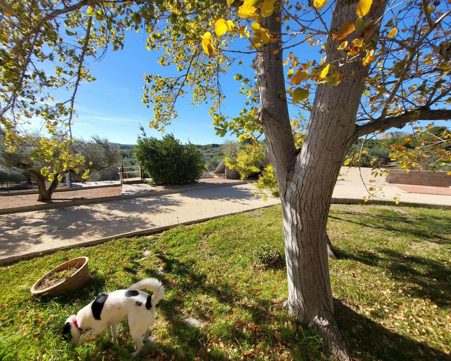 3 soveværelse Finca/Landehus til salg i El Perello med swimmingpool - € 360.000 (Ref: 7959777)