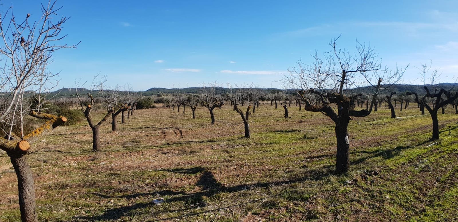 10 soveværelse Finca/Landehus til salg i El Perello - € 1.800.000 (Ref: 7995647)