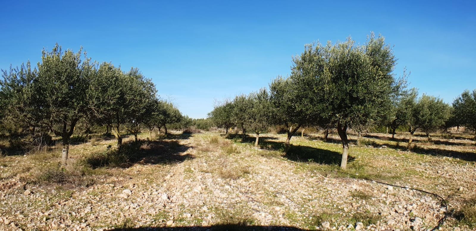 10 soveværelse Finca/Landehus til salg i El Perello - € 1.800.000 (Ref: 7995647)